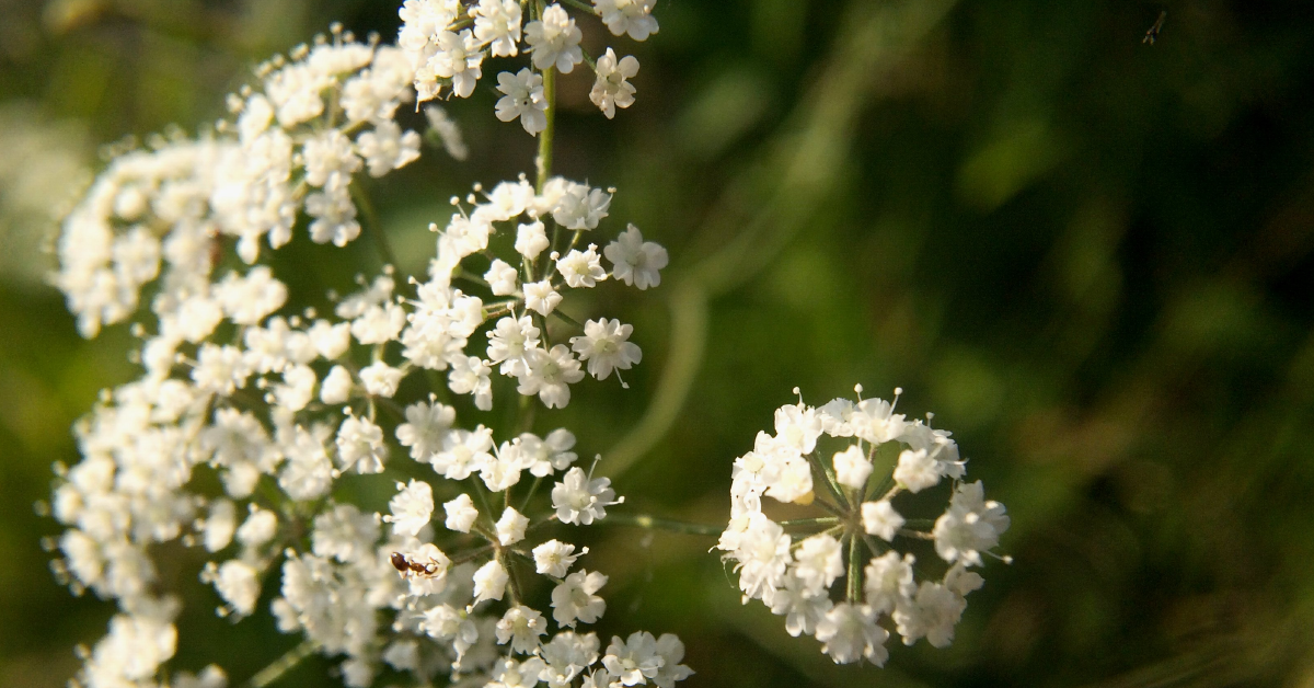 Poison Plants of Texas