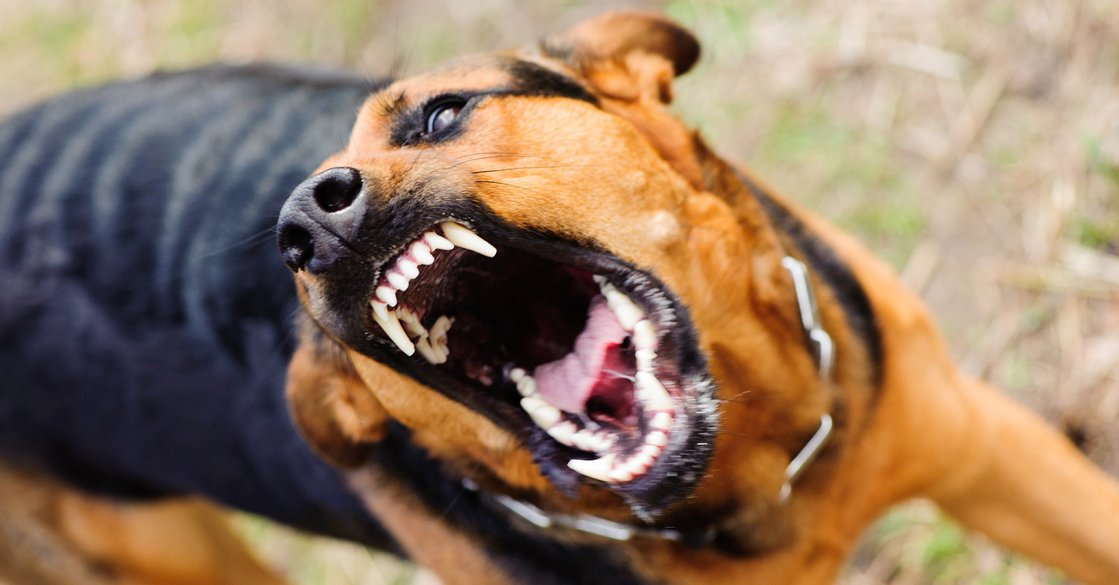 Protecting Yourself From Animal Bites